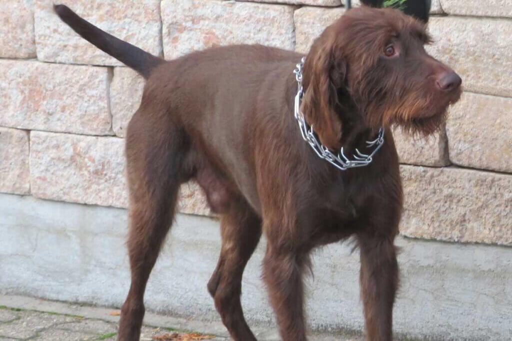 Hund mit Stachelhalsband