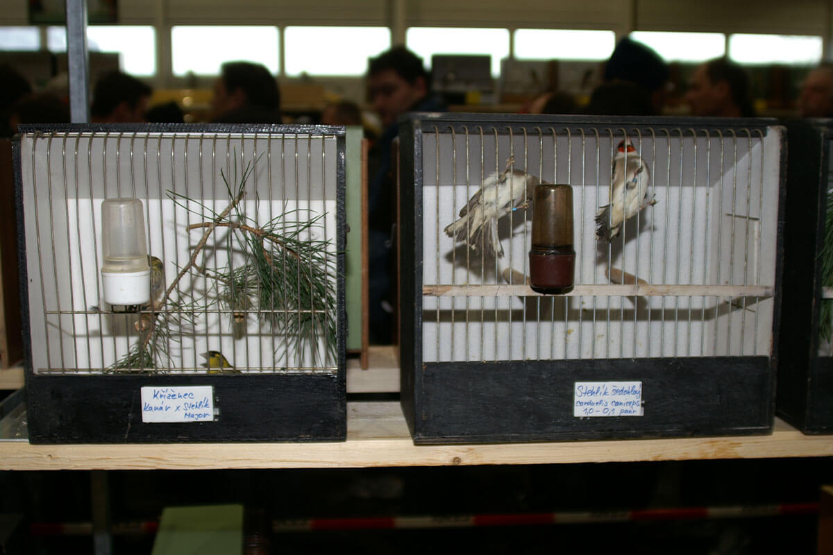Vogel in kleinen Kaefigen bei einer Vogelausstellung
