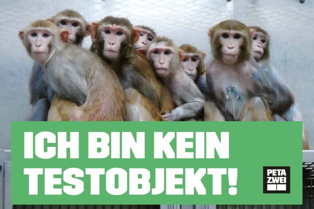PETA Poster Tierversuche an Affen