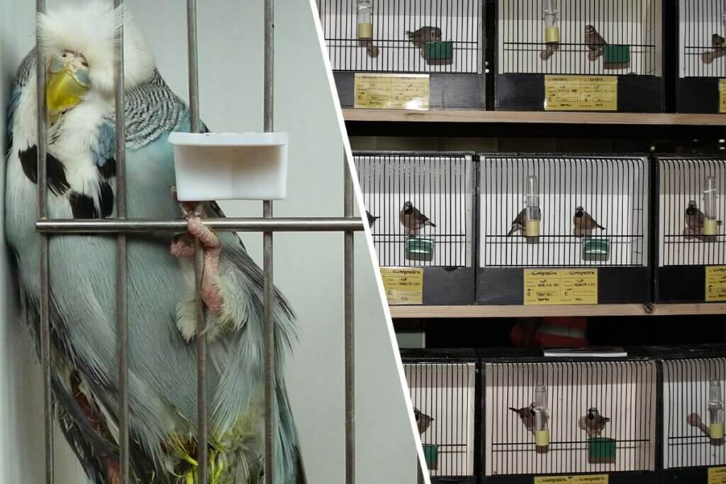 Voegel auf Vogelboersen