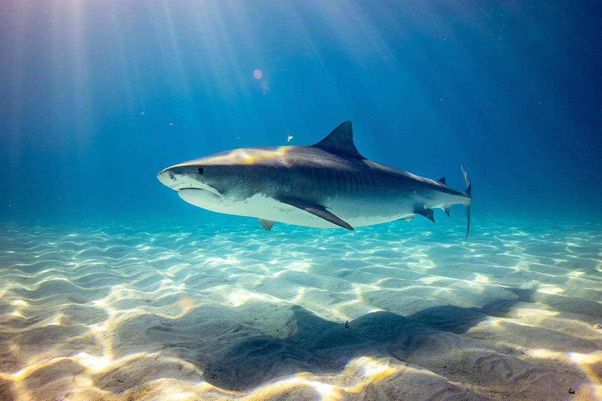 Der Hai – 10 faszinierende Fakten über Haie