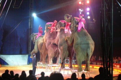 Elefanten machen Kunststuecke in der Manege vom Circus Krone