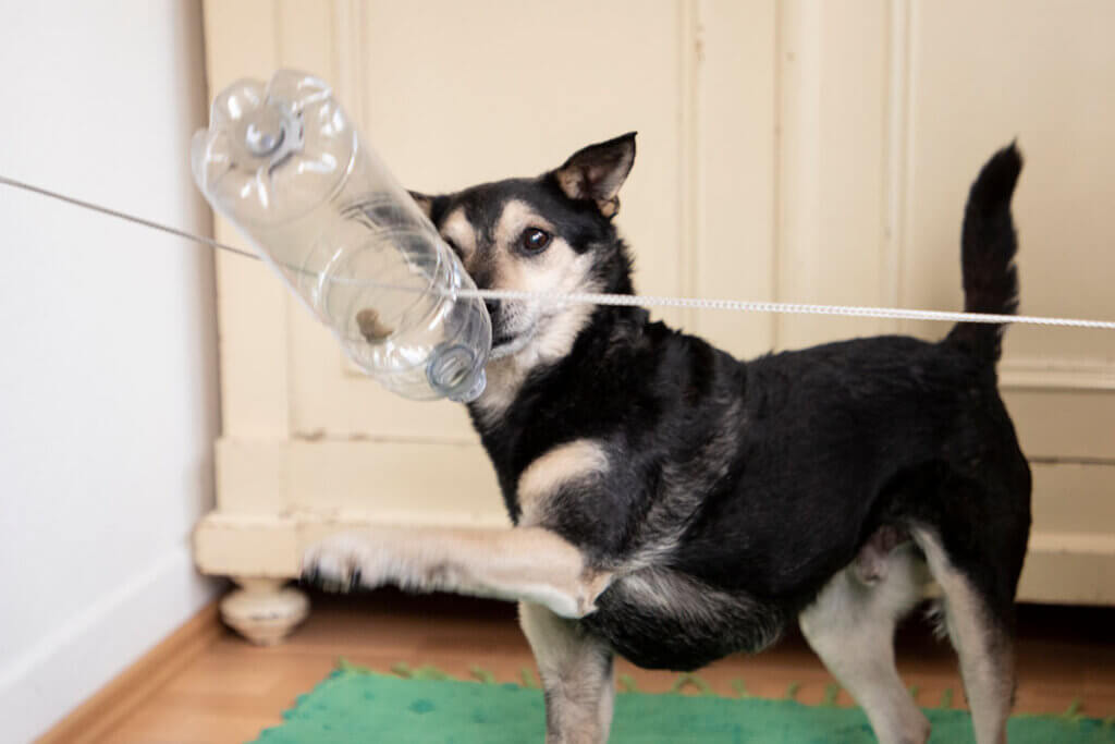 Hund spielt an einer Flasche