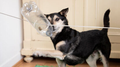 Hund spielt an einer Flasche