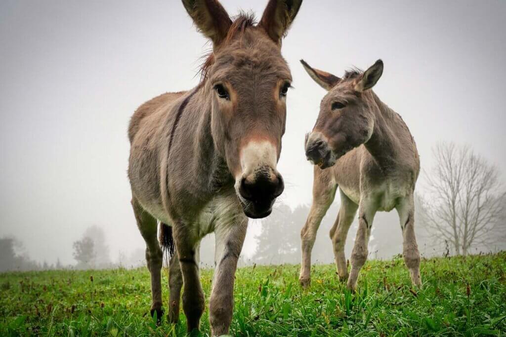 Zwei Esel stehen auf einer nebligen Wiese.