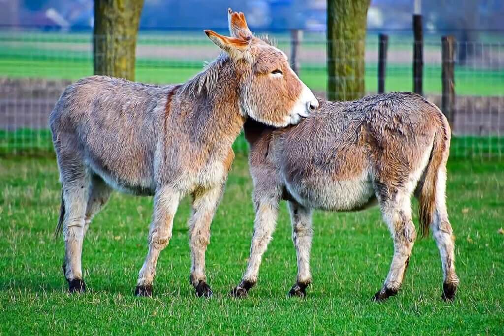 Zwei Esel stehen auf einer Wiese und putzen sich gegenseitig.