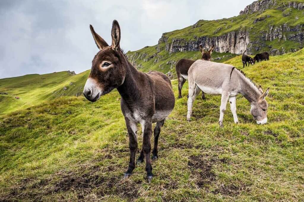 Mehrere Esel stehen auf einer bergigen Wiese.