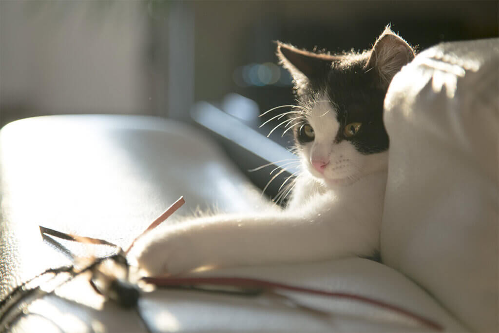 Katze mit Spielzeug