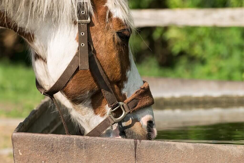 Pferd trinkt Wasser aus der Tränke