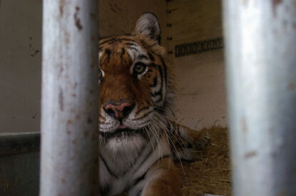 Tiger im Zirkuskäfig