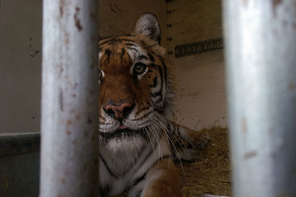 Moskauer Circus – Chronik der Tierschutzverstöße und weitere Vorfälle