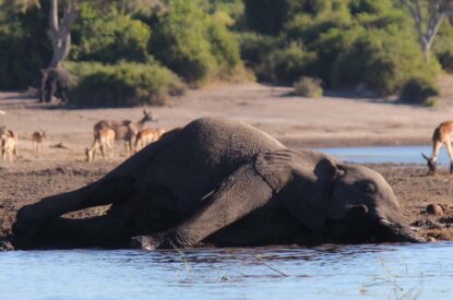 Toter Elefant liegt an einer Wasserstelle, umgeben von Antilopen.