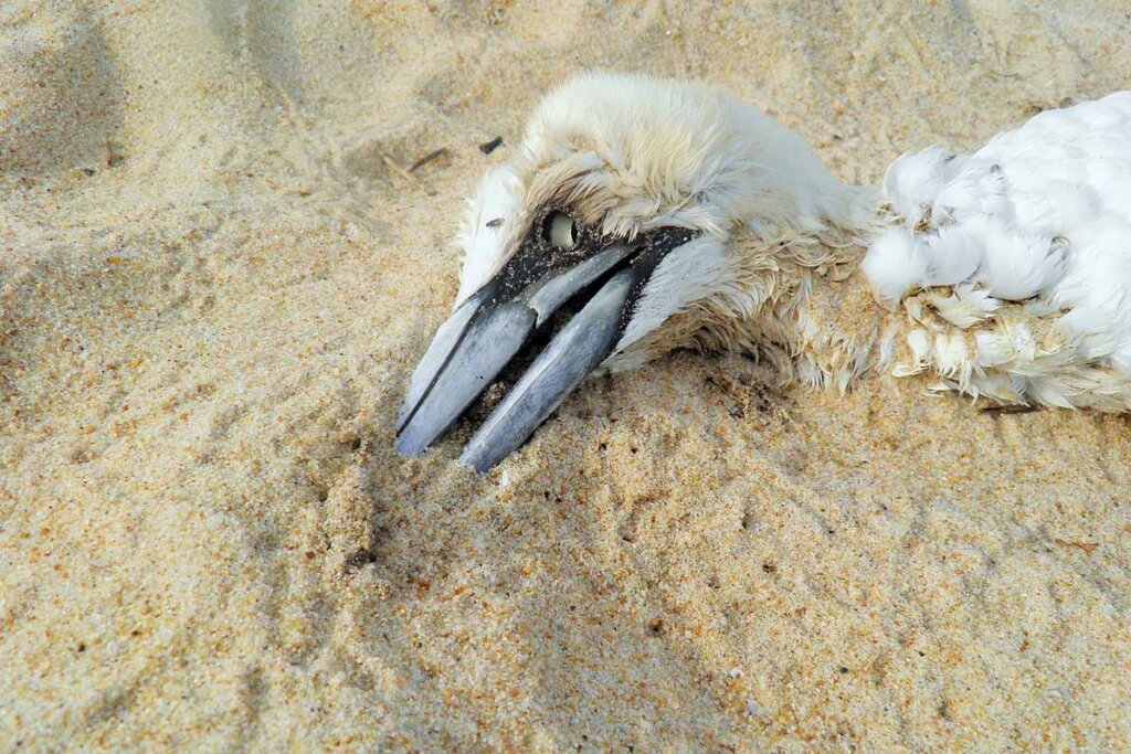 Ein toter weisser Pelikan liegt halb verdeckt im Sand.