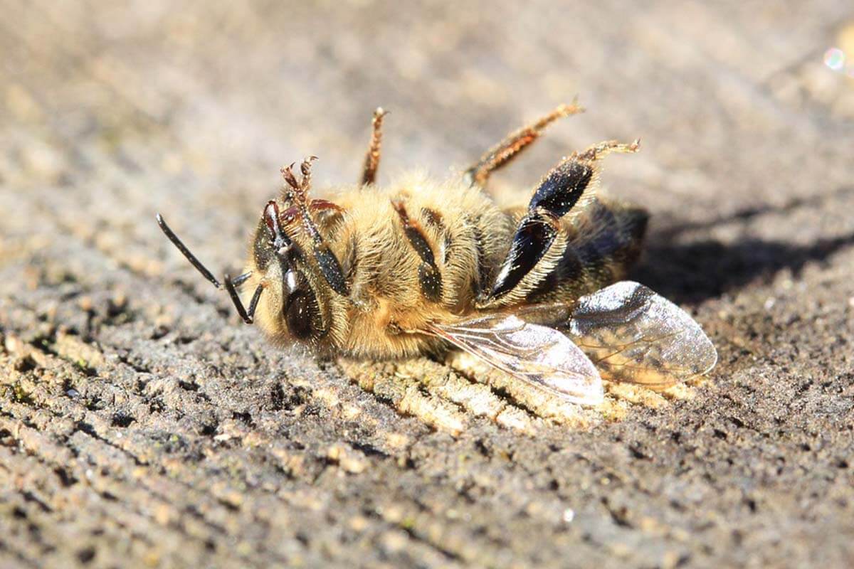 Eine tote Biene liegt auf dem Ruecken.