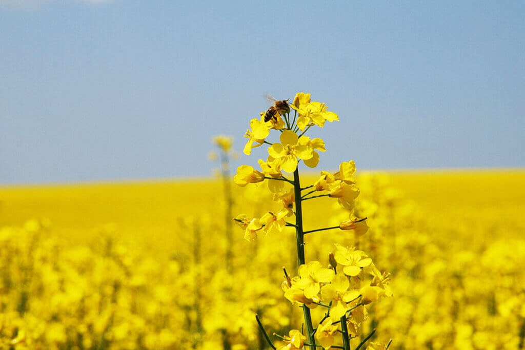 Eine Biene sammelt Nektar an einer Rapspflanze in mitten eines Rapsfeldes.
