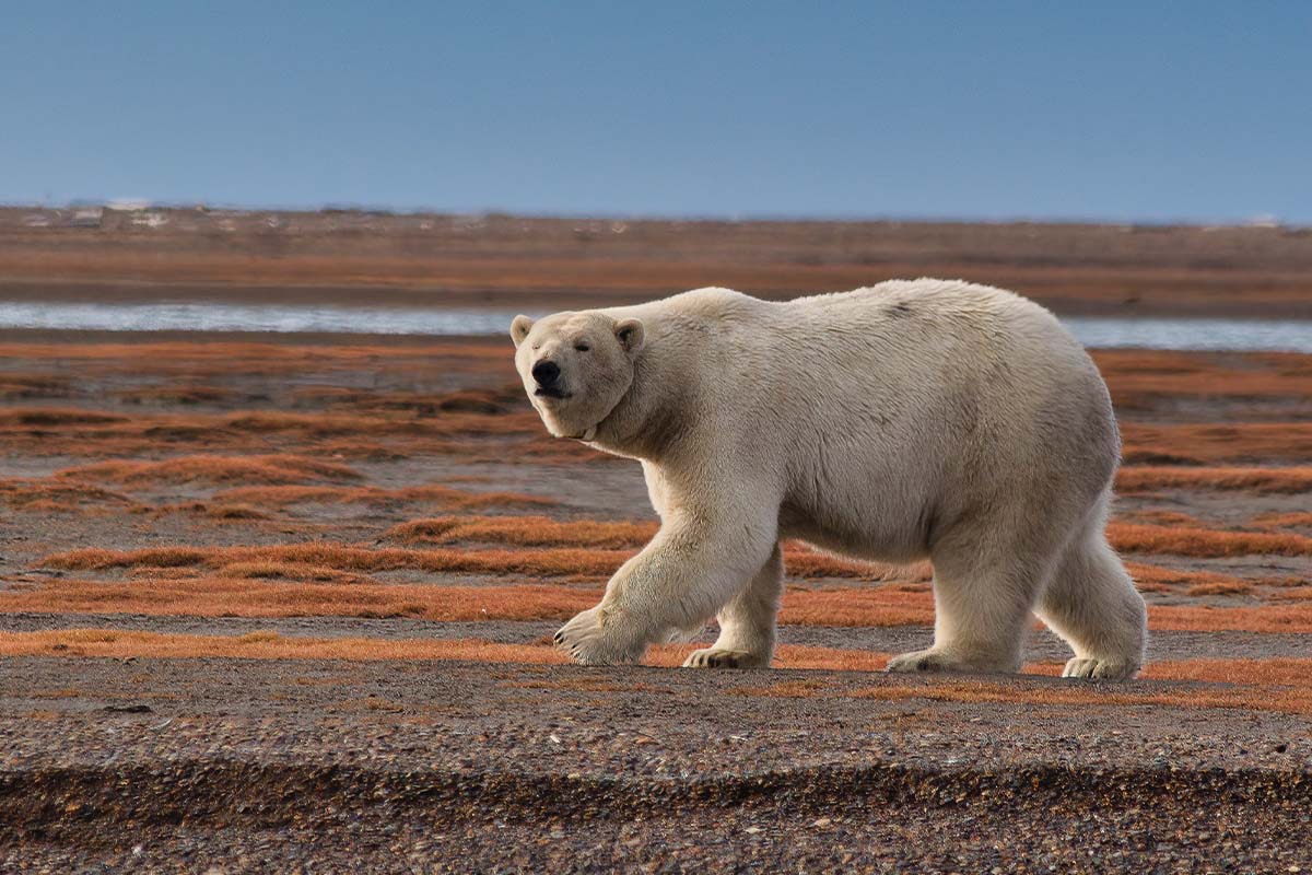 Eisbären: Durch Klimawandel und Jagd vom Aussterben bedroht