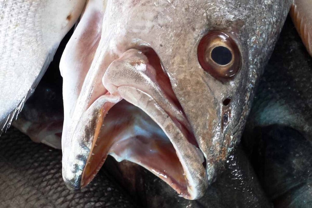 Ein toter Fisch mit geoeffnetem Mund.