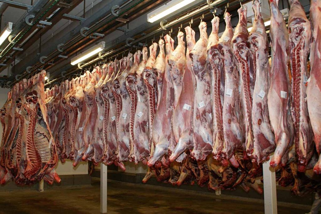 Fleisch toter Rinder haengt in Reihen in einem Schlachthof.