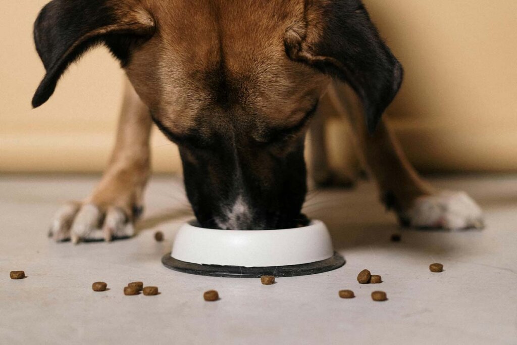 Ein brauner Hund isst aus einer weissen Schuessel.