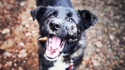 Ein schwarzer Hund schnappt nach einem Leckerli in der Luft.