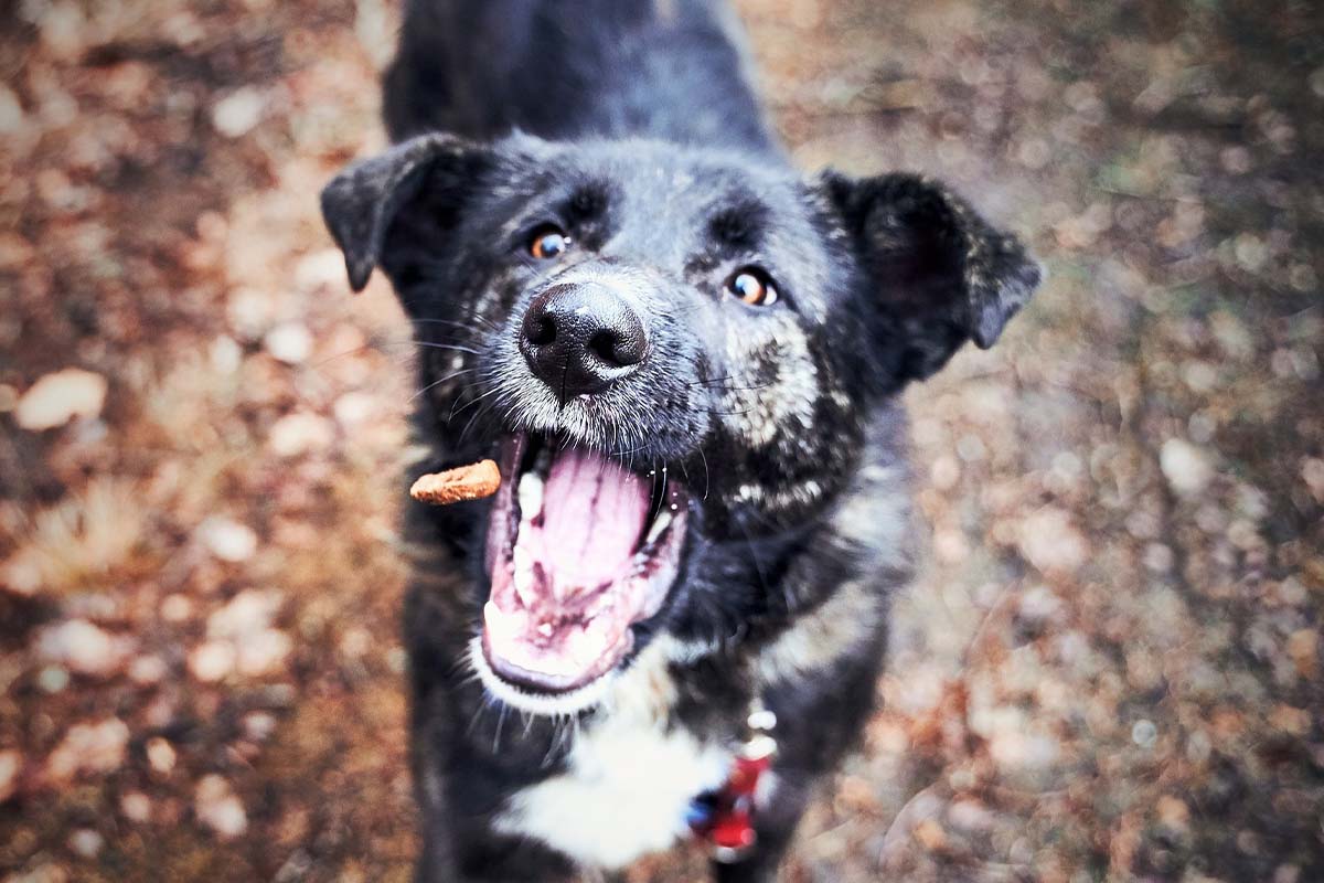 6 Gründe, warum man seinen Hund vegan ernähren sollte