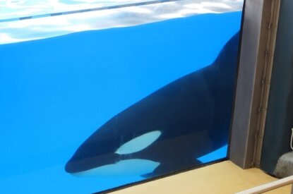 TUI macht Orcas traurig
