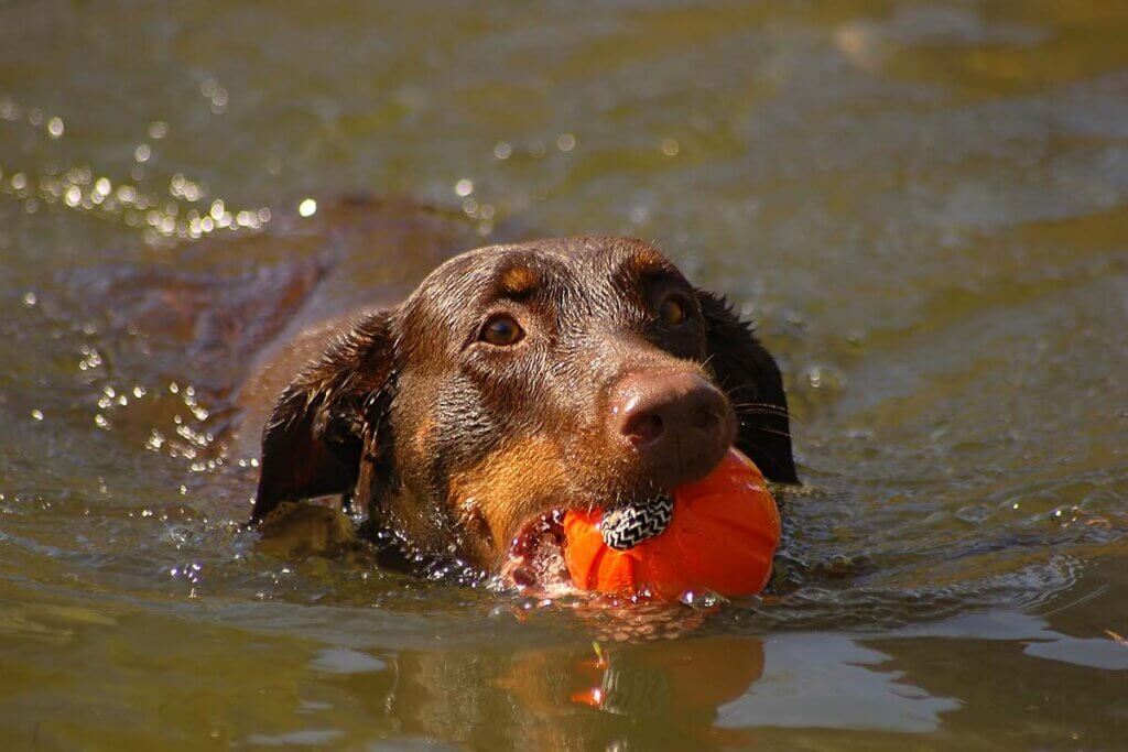 hund schwimmt und hat einen ball im maul