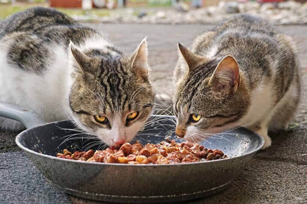 zwei katzen fressen