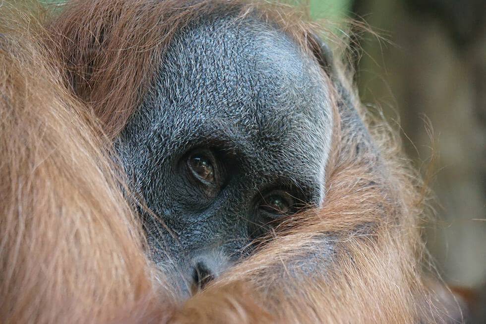 Ein Orang-Utan schaut in die Kamera