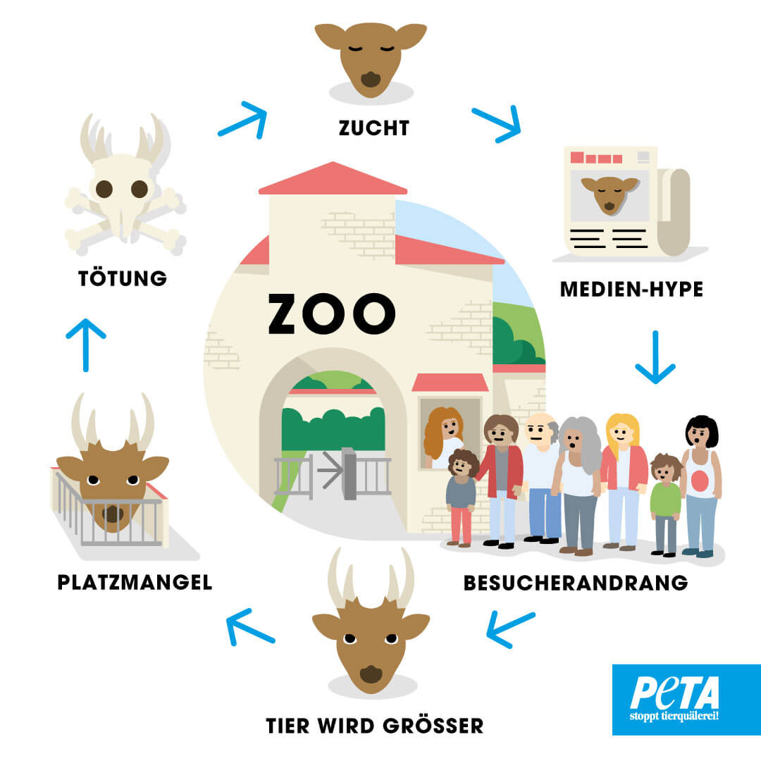 Grafik. Kreislauf von Zucht und Toetungen von Tieren in Zoos.