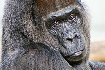 Gorilladame Fatou