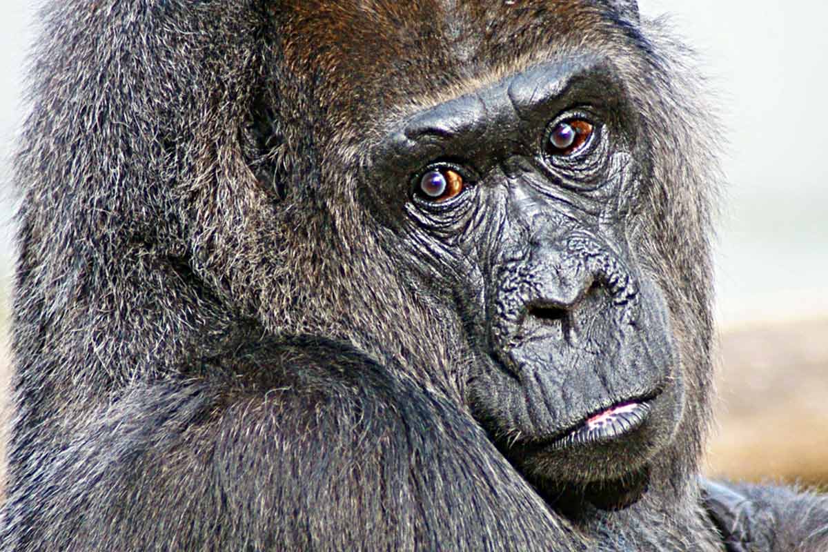 Zoo Berlin – einsame Gorilla-Dame, verstoßene Affenbabys