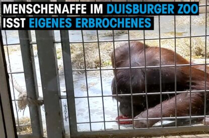 gorilla isst erbrochenes thumbnail