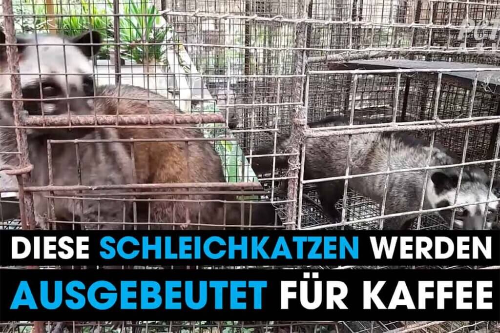 schleichkatzen