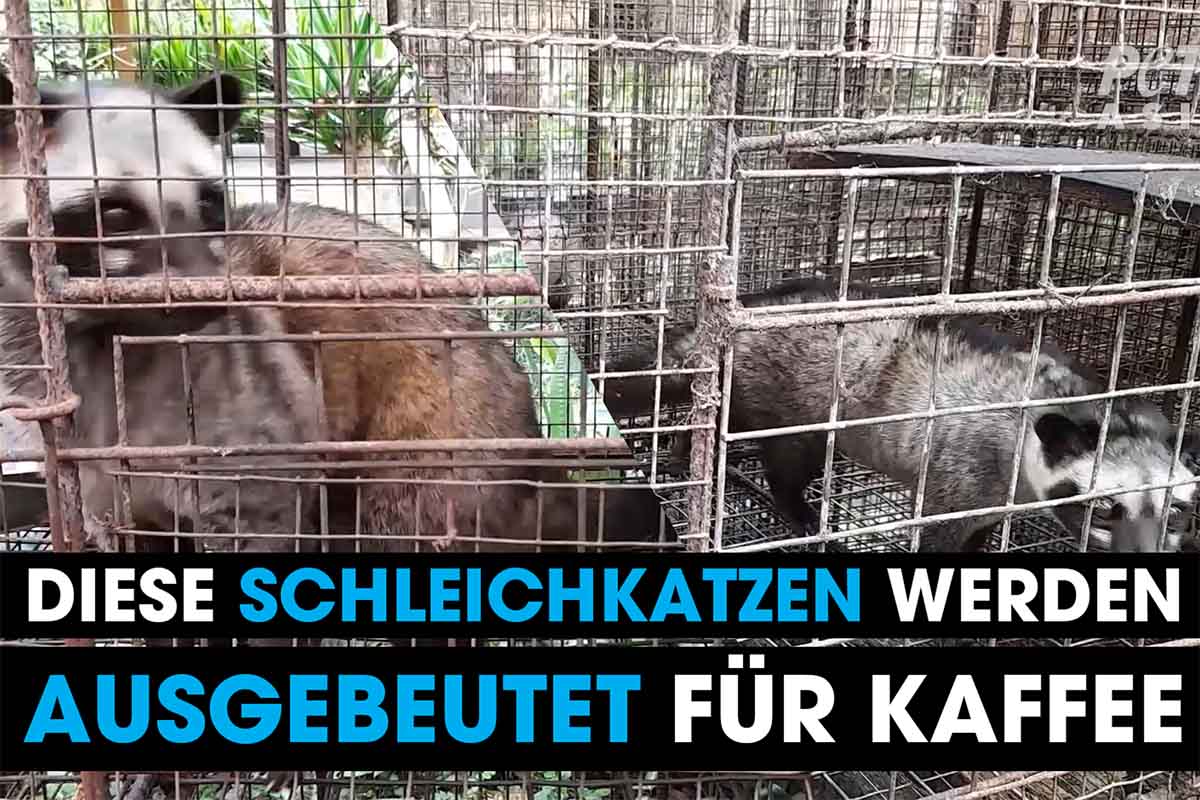 schleichkatzen