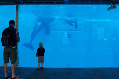 Personen stehen vor Wasserbecken mit Orcas