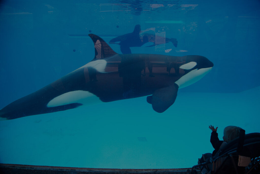 Becken mit Orcas in SeaWorld