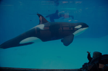 Becken mit Orcas in SeaWorld