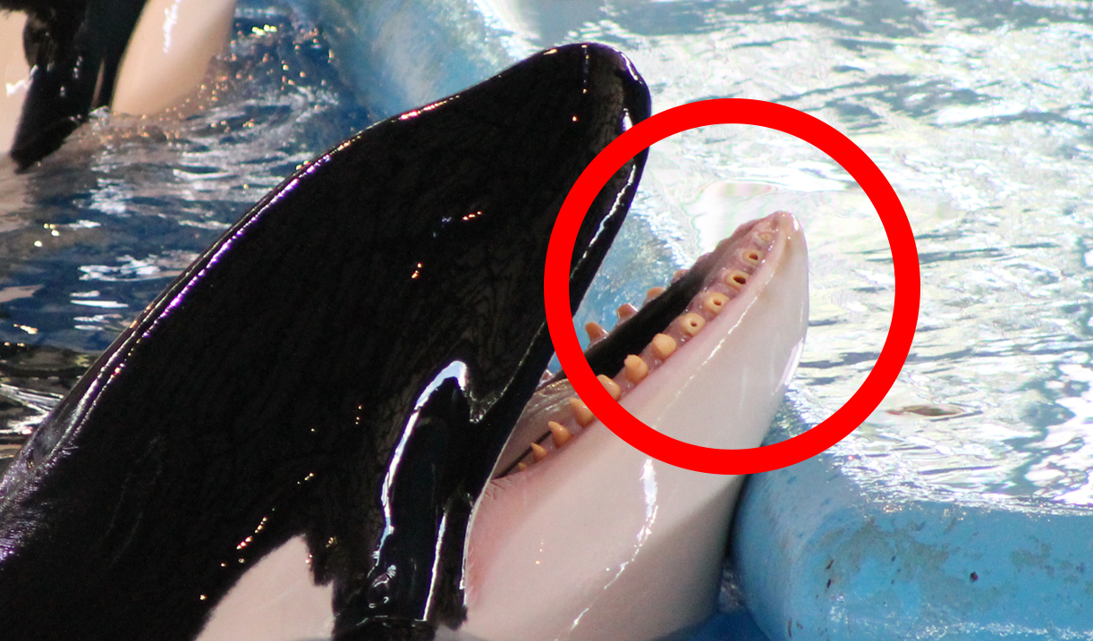 Orca mit beschaedigten Zaehnen im Becken