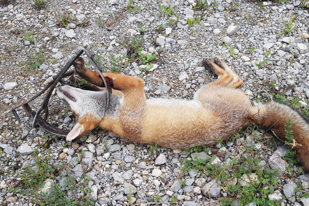 Toter Fuchs in Totschlagfalle
