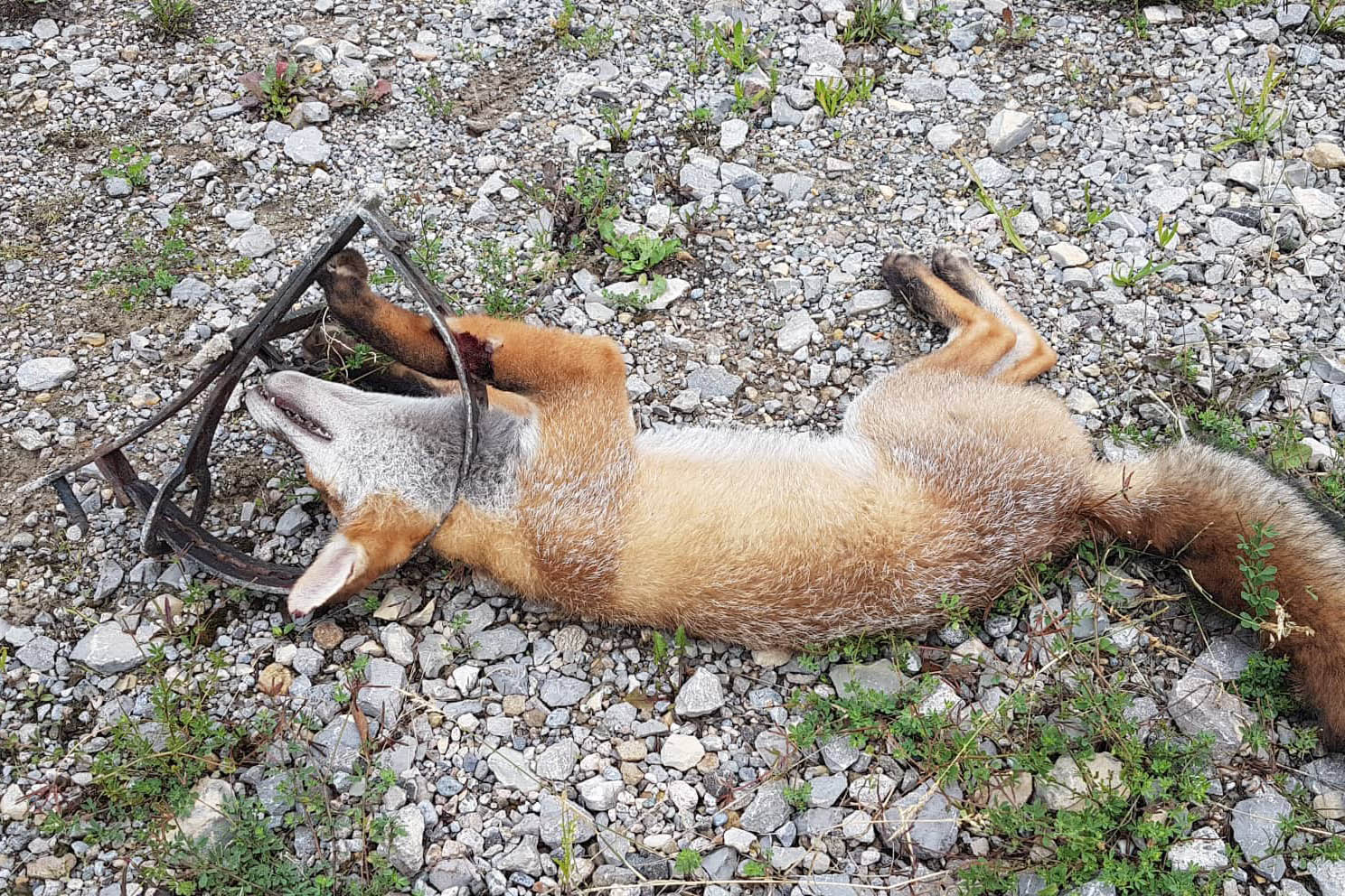 Fuchs in einer Todschlagfalle