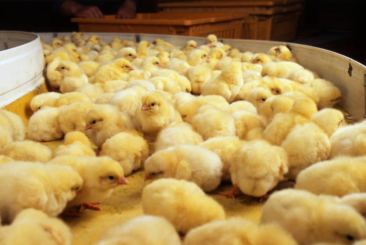 Der Skandal um die Hühnerzucht von Lohmann Tierzucht