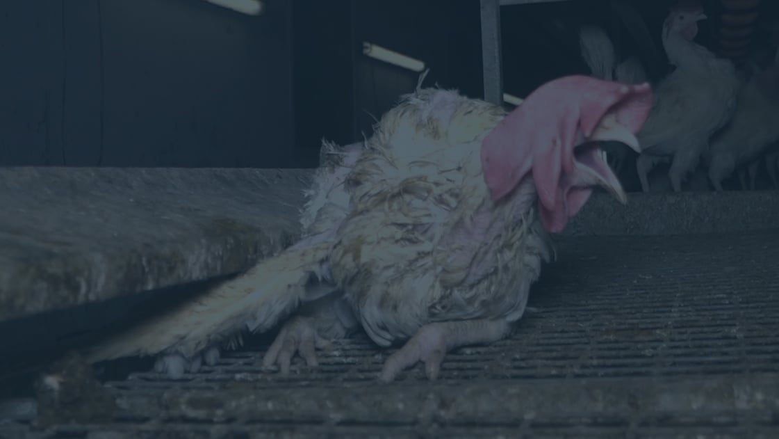 Huhn aus der Eierindustrie