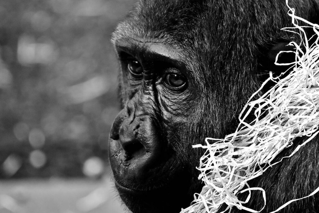 Gorilla
