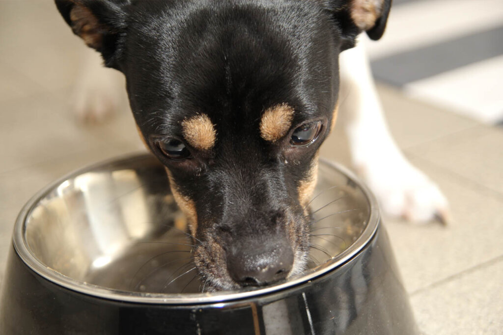 Hund frisst aus dem Napf