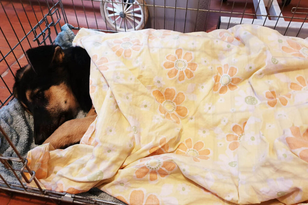 Hund liegt zugedeckt im Koerbechen
