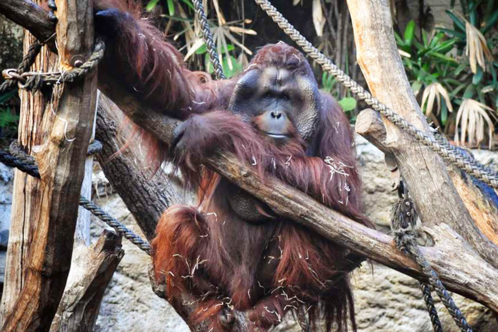Orang-Utan haengt am Baum