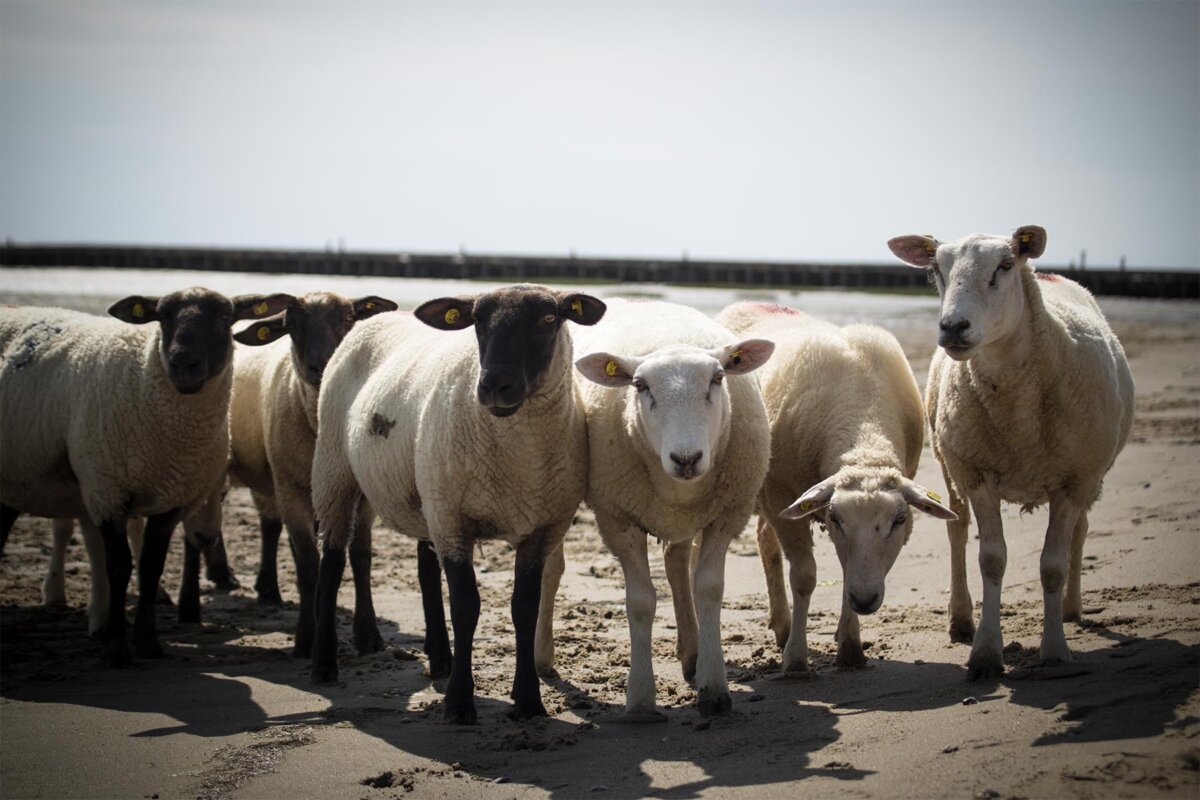 Aktueller Umwelt-Report: Die Wollindustrie befeuert das Artensterben!