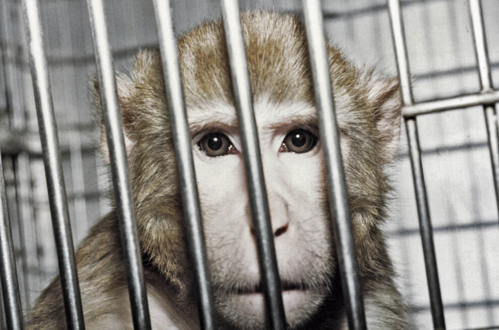 affe hinter gittern
