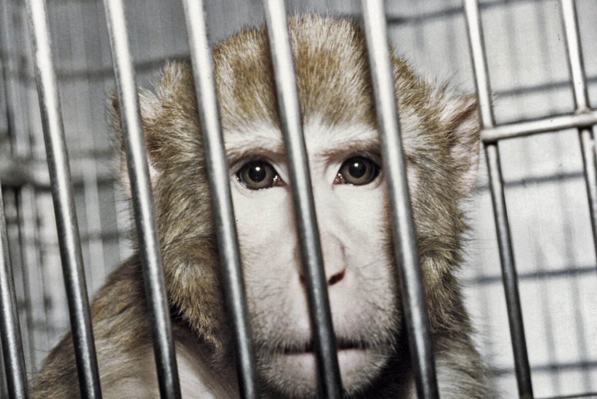 4 Gründe, warum Tierversuche noch immer durchgeführt werden